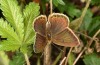 Polyommatus fabressei: Female (Spain, Moscardon near Teruel) [S]