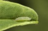 Polyommatus fabressei: L1 larva (Spain, Moscardon near Teruel) [S]