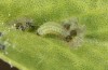 Polyommatus fabressei: L1 larva (Spain, Moscardon near Teruel) [S]