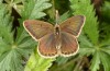 Polyommatus fabressei: Female (Spain, Moscardon near Teruel) [S]