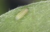 Polyommatus fabressei: L1 larva (Spain, Moscardon near Teruel) [S]