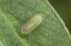 Polyommatus fabressei: L2 larva (Spain, Moscardon near Teruel) [S]