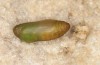 Polyommatus fabressei: Pupa (Spain, Moscardon near Teruel) [S]