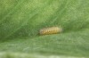 Polyommatus fabressei: L1 larva (Spain, Moscardon near Teruel) [S]