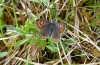 Lycaena helle: Weibchen (Allgäu, östlicher Kempter Wald, Mai 2020) [N]