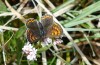 Lycaena helle: Weibchen (Allgäu, östlicher Kempter Wald, Mai 2020) [N]