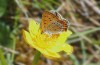 Lycaena helle: Weibchen (Allgäu, östlicher Kempter Wald, Mai 2020) [N]
