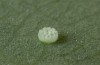 Lycaena helle: Egg (S-Germany, Allgäu, eastern Kempter Wald, May 2020) [M]
