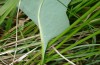 Lycaena helle: Egg (S-Germany, Allgäu, eastern Kempter Wald, May 2020) [M]