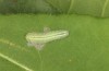 Lycaena helle: Halbwüchsige Raupe (Allgäu, östlicher Kempter Wald, Juni 2020)