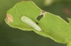 Lycaena helle: Half-grown larva (S-Germany, Allgäu, eastern Kempter Wald, June 2020)