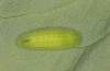 Lycaena helle: Larva (S-Germany, Allgäu, eastern Kempter Wald, June 2020)