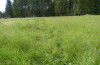 Lycaena helle: Larvalhabitat (Allgäu, östlicher Kempter Wald, Juni 2020) [N]