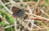 Lycaena helle: Male about a months after the main flight time in that year (S-Germany, Allgäu, eastern Kempter Wald, 13. June 2020) [N]