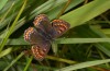 Lycaena helle: Female (S-Germany, eastern Kempter Wald, 13.06.2021) [N]