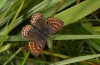 Lycaena helle: Weibchen (östlicher Kempter Wald, 13.06.2021) [N]