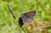 Lycaena helle: Spätes Männchen einen Monat nach der Hauptflugzeit in diesem Jahr (Allgäu, östlicher Kempter Wald, 13. Juni 2020) [N]