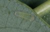 Lycaena helle: L1-larva [S]