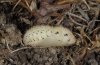 Lycaena hippothoe: Pupa, lateral [S]