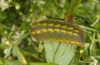 Polyommatus hispanus: Larva (e.o. Sisteron 2013) [S]
