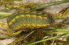 Polyommatus hispanus: Raupe (e.o. Sisteron 2013) [S]