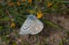 Polyommatus hispanus: Male (Southern France, Sisteron, late May 2013) [N]