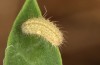 Polyommatus icarus: L2-Raupe (e.o. Stuttgart, Eiablage August 2022) [S]