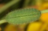 Polyommatus icarus: L4-larva, last instar (e.o. rearing, S-Germany, Memmingen, oviposition in early June 2022) [S]