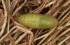 Polyommatus icarus: Pupa (e.o. rearing, S-Germany, Stuttgart, oviposition in August 2022) [S]