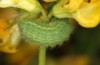 Polyommatus icarus: L4-larva, last instar (e.o. rearing, S-Germany, Memmingen, oviposition in early June 2022) [S]