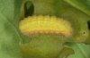 Satyrium ilicis: Half-grown larva (eastern Swabian Alb, Southern Germany) [M]