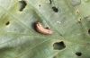 Satyrium ilicis: Young larva [S]