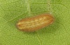 Satyrium ilicis: Young larva (eastern Swabian Alb, Southern Germany) [M]
