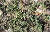 Zizeeria knysna: Eiablagepflanze: Amaranthus (Gran Canaria) [N]
