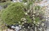 Polyommatus loewii: Habitat (Griechenland, Ostägäis, Kalymnos, Mitte Mai 2016) [N]