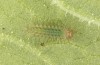 Hamearis lucina: L1-larva (e.o. rearing, S-Germany, Kempter Wald, eggs in early June 2022) [S]