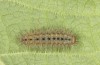 Hamearis lucina: L3-larva (e.o. rearing, S-Germany, Kempter Wald, eggs in early June 2022) [S]
