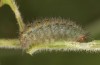 Hamearis lucina: L3-larva (e.o. rearing, S-Germany, Kempter Wald, eggs in early June 2022) [S]