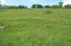 Hamearis lucina: Habitat: nutrient-poor grassland with Primula veris (eastern Swabian Alb, Southern Germany) [N]