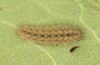 Hamearis lucina: L4-larva (e.o. rearing, S-Germany, Kempter Wald, eggs in early June 2022) [S]
