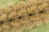 Hamearis lucina: L4-larva (e.o. rearing, S-Germany, Kempter Wald, eggs in early June 2022) [S]