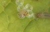 Hamearis lucina: Hatching larva 3 (e.o. rearing, S-Germany, Kempter Wald, eggs in early June 2022) [S]