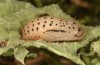 Hamearis lucina: Pupa (e.o. rearing, S-Germany, Kempter Wald, eggs in early June 2022) [S]