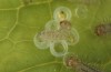 Hamearis lucina: Hatching larva 7 (e.o. rearing, S-Germany, Kempter Wald, eggs in early June 2022) [S]