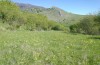 Hamearis lucina: Habitat mit Primula veris (Rumänien, Apuseni-Gebirge, Anfang Mai 2021) [N]