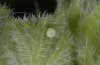 Cacyreus marshalli: Ovum at Pelargonium [S]