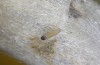 Cupido minimus: L1-larva (S-Germany, Gerstetten, mid-June 2022) [M]