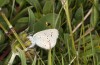 Cupido minimus: Eiablage (Wallis, Täschalpe, Mitte Juni 2022) [N]