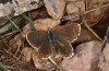 Polyommatus morronensis: Weibchen (spanische Ostpyrenäen, N Solsona, Mitte September 2021) [N]