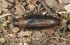 Polyommatus morronensis: Pupa prior to eclosion (e.o. rearing, Spanish east Pyrenees, north of Solsona, oviposition in mid-September 2021) [S]